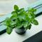 Ilustrasi daun mint. (Photo by Eleonor Chen on Unsplash)