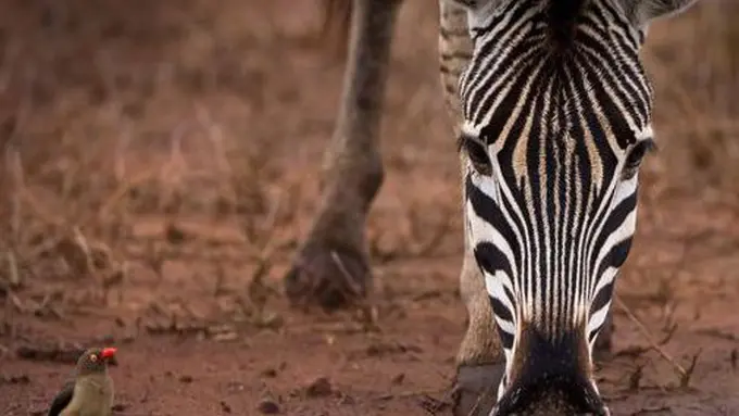 Berbagai Potret Ini Buktikan Eksotisme Tiada Akhir Afrika Selatan