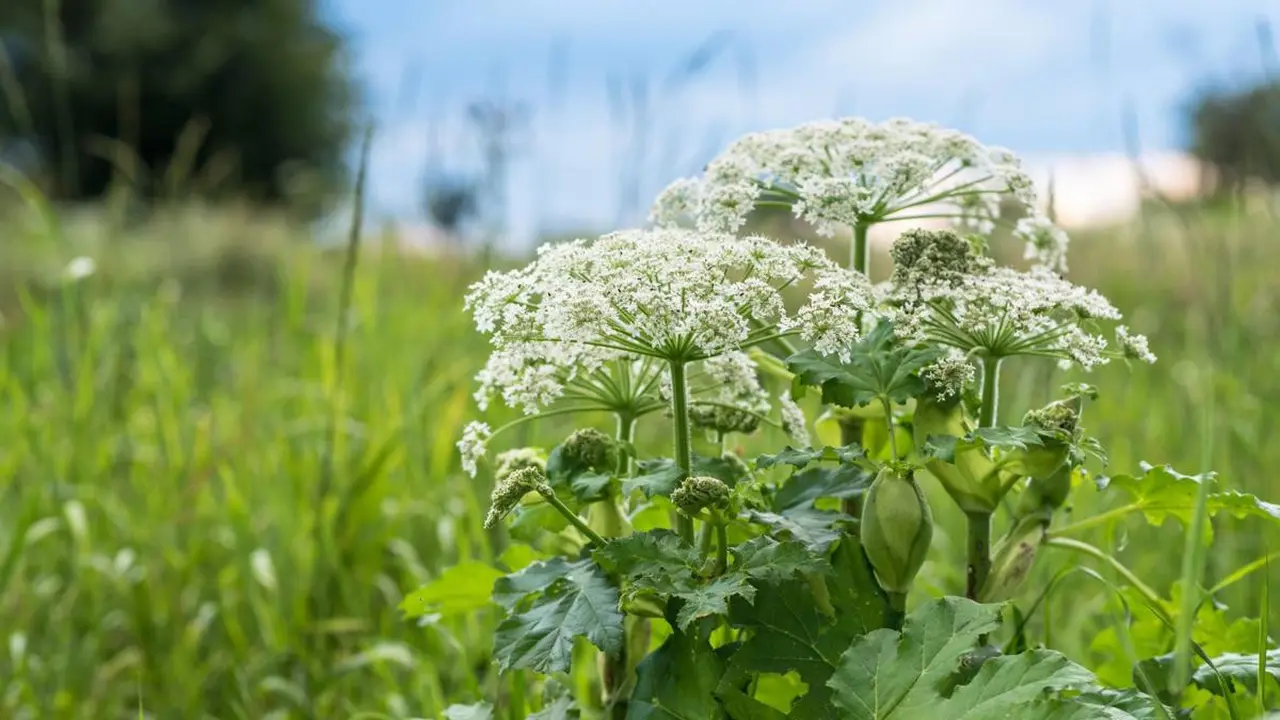 [Bintang] Ternyata Ini Alasan Mengapa Tanaman Hogweed Berbahaya Bagi Manusia