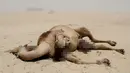 Seekor unta mati saat berada di penampungan perbatasan Abu Samrah antara Arab Saudi dan Qatar, (20/6). Sekitar 12.000 unta dan domba menjadi korban atas Pemutusan diplomatik Qatar oleh Arab Saudi. (AFP Photo/Stringer)