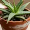 9 Tips Perawatan Lidah Buaya untuk Mencegah Daun Menguning, Tetap Hijau dan Sehat