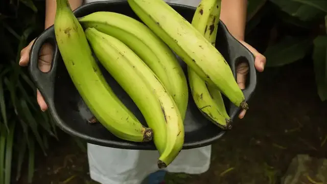 Rahasia Pisang Goreng Tanduk Krispi yang Tahan Lama Tanpa Baking Soda, Begini Caranya