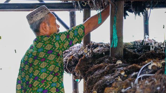 Budidaya jamur merang (volvaria volvacella) dapat menjadi penghasilan sampingan yang cukup lumayan.