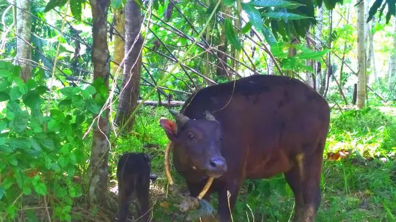 Anoa Sulawesi