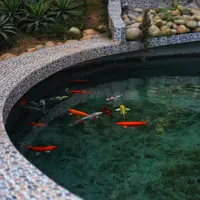 ilustrasi cara merawat kolam ikan/Sazzad Bin Jafor/unsplash