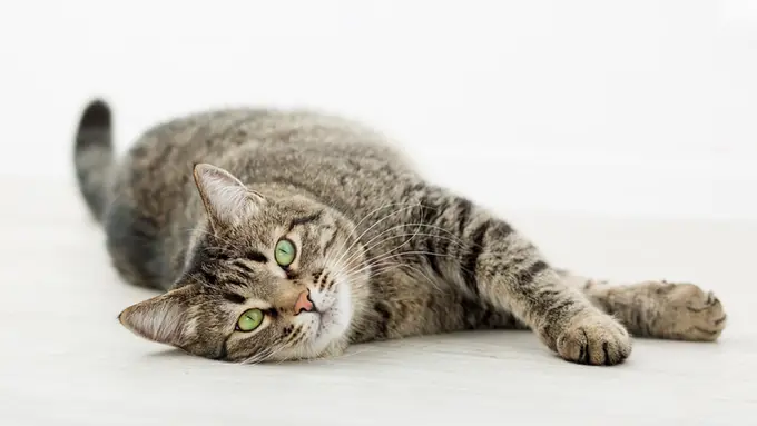 Bukan Minta Digosok Perutnya, Ini Arti Kucing yang Lagi Berbaring Miring