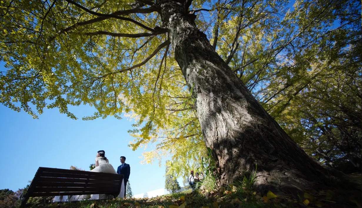 Pasangan mengabadikan foto pernikahannya di bawah pohon ginkgo berwarna-warni selama musim gugur di Showa Memorial Park, Tokyo, Jepang (15/11). Pohon ginkgo secara luas dibudidayakan dan diperkenalkan pada awal sejarah manusia. (AP Photo / Eugene Hoshiko)