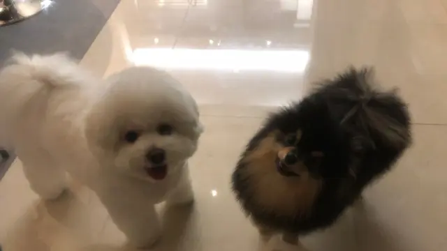 Simba, anjing Park Seo Joon, dan Yeontan, anjing V BTS.  (Twitter/ BTS_twt)