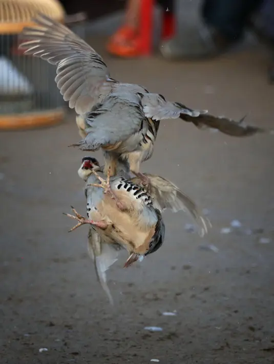 Dua ekor burung partridge (chukar) saat diadu dalam pertarungan tradisional di Erbil, Irak (13/5). Pertarungan burung yang sering berdiam di tanah ini telah digemari sejak puluhan tahun lalu. (AFP PHOTO/Safin Hamed)
