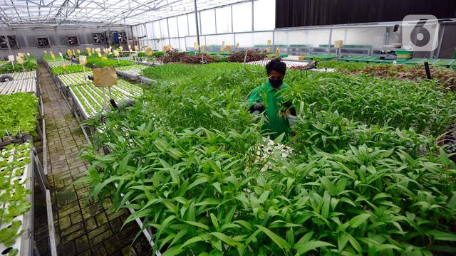 Pemanfaatan Lahan Terbengkalai untuk Pertanian Hidroponik