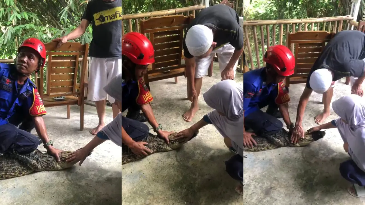 Proses evakuasi buaya yang dipelihara oleh warga di Kalianda, Lampung Selatan. Foto : (Istimewa).