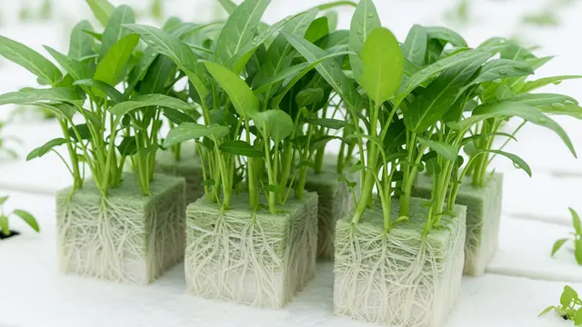 Media Tanam Kangkung  Rockwool