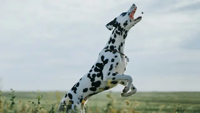 Dalmatian