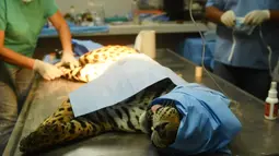 Greco saat menjalani operasi di National Zoological Park, San Salvador, El Salvador (20/3). Jaguar ini berhasil diselamatkan polisi dari sebuah kelompok sirkus yang menganiayanya. (AFP Photo / Marvin Recinos)