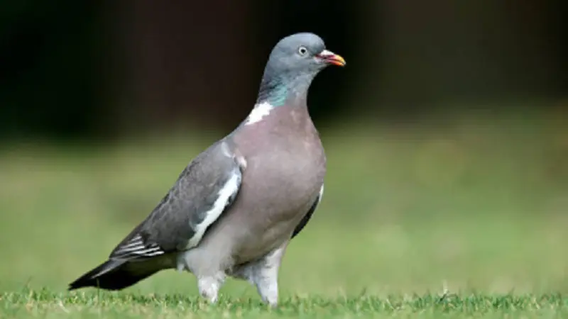 Ini Alasan Burung Merpati di Mekah Tak Boleh Ditangkap