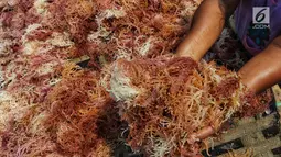 Warga tengah memilah rumput laut di Kawasan Pulau Panggang, Kepulauan Seribu, Jakarta, Rabu (18/9/2019). Hasil laut tersebut dijual dengan harga Rp7000 per kilogram untuk memenuhi kebutuhan rumah tangga sehari-hari yang rata-rata mata pencahariannya adalah Nelayan. (Liputan6.com/Johan Tallo)