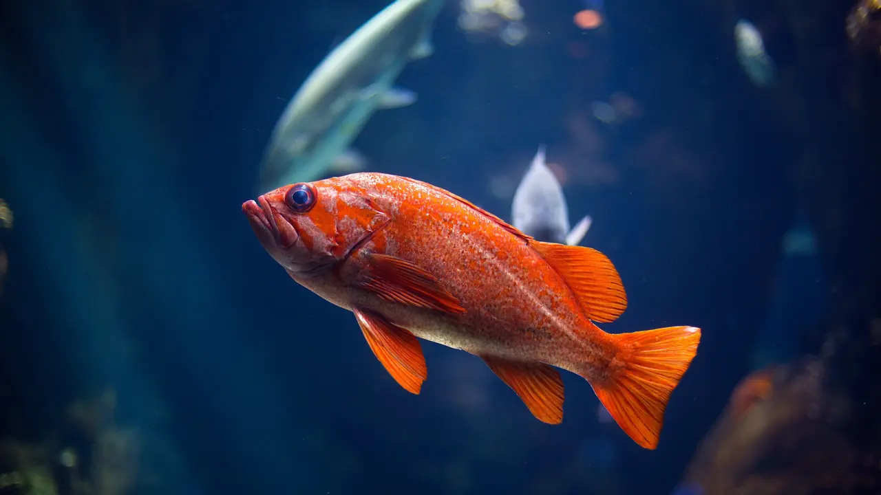 ikan