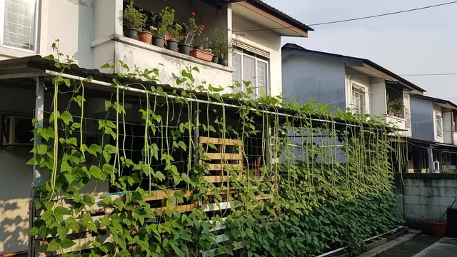 Kebun Kacang Panjang Vertikal di Rumah Subsidi