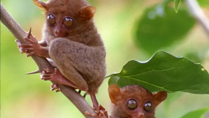 Tempat-Tempat Ini 'Dikuasai' oleh Hewan