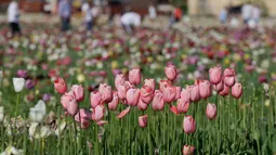 Bunga-bunga tulip yang merekah di taman bunga tulip pertama di Cornaredo, dekat Milan, Senin (23/4). Tak tanggung-tanggung, kebun tulip ini hampir-hampir sama luas dengan yang ada di Belanda. (AP/Luca Bruno)