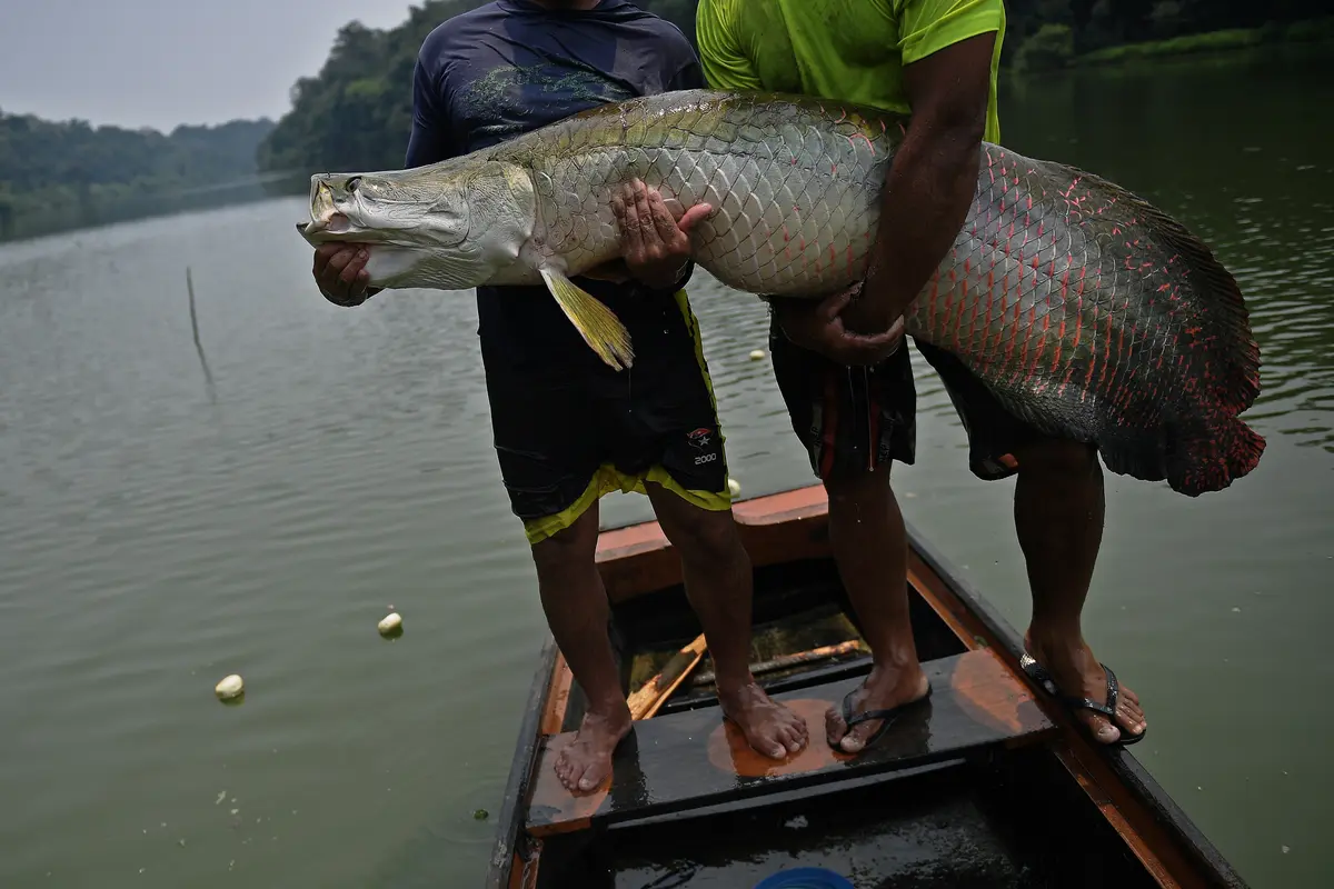 Ikan Air Tawar Terbesar di Sungai Amazon