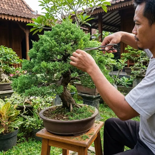 Cara Merawat Bonsai Cemara