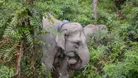 IUCN Nilai Inpres Perlindungan Gajah Perkuat Konservasi Lintas Sektor