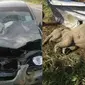 Kisah Anak Gajah yang Tertabrak Mobil Ini Bikin Haru. (Sumber: World of Buzz)