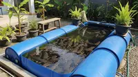Cara Membuat Kolam Lele dari Drum Plastik Bekas, Praktis dan Hemat Lahan