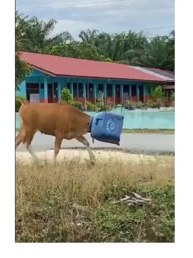 10 Momen Idul Adha Core 2024 Ini Kocak, Bikin Heboh