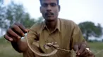 Seorang pemburu ular, Kali menunjukkan seekor kobra tangkapannya di pusat ekstraksi bisa ular Irula, Chennai, India, (11/11). Berbekal sabit kecil, linggis, dan tas kanvas, Kali dan rekannya Vedan setiap hari memburu kobra. (AFP Photo/Arun Sankar)