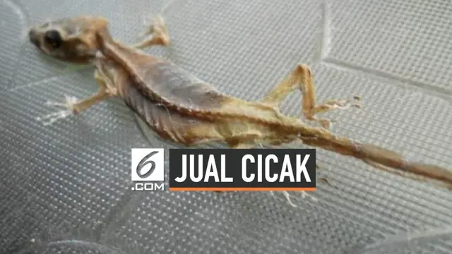VIDEO: Heboh Pria Jual Cicak Asin Goreng Bikin Warganet Jijik