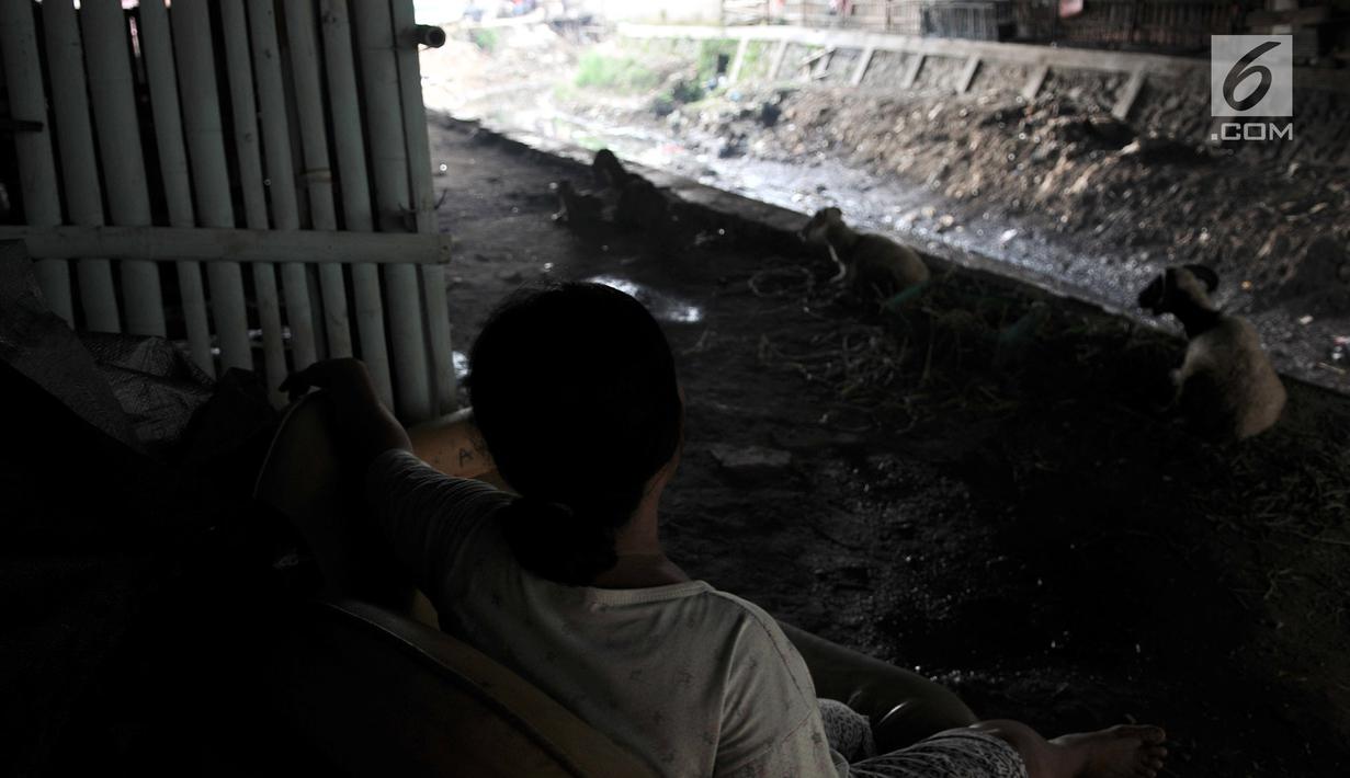 Warga melihat hewan ternakannya di kolong jembatan, Jakarta, Kamis (14/2). Kolong jembatan tersebut digunakan oleh warga setempat untuk menernak hewan dan membuat arang akibat kurangnya lahan. (Merdeka.com/Iqbal S. Nugroho)