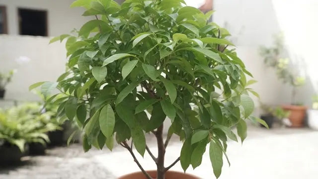 Cara Mengerdilkan Pohon Matoa agar Berbuah di Pot