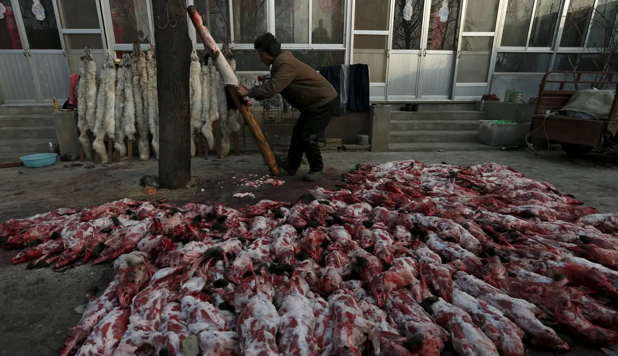 Seorang wanita saat melepaskan bulu rubah dari badannya di desa Nanzhuang, Cina, (11/12). Sebagian besar penduduk desa ini menggunakan Rubah, Anjing dan hewan lainnya untuk diperjualbelikan bulunya. (REUTERS/William Hong)