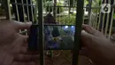 Wartawan mengambil gambar Bunga Bangkai (Amorphophallus Titanium) di Taman Perumahan Pondok Kopi RW 09, Jakarta Timur, Rabu (17/11/2021). Bunga bangkai yang sudah ditanam selama 4 tahun dengan tinggi 50 cm baru tumbuh bunga 3 hari dan mengeluarkan bau tidak sedap. (merdeka.com/Imam Buhori)