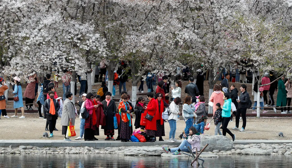 Sekelompok wanita menikmati bunga sakura selama festival musim semi di Taman Yuyuantan, Beijing, China, Sabtu (30/3). Pengunjung memadati taman yang memiliki lebih dari 2.000 pohon sakura ini. (AP Photo/Andy Wong)