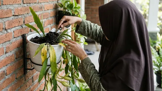 Mengatasi Penyakit Kuning Bunga Wijaya Kusuma