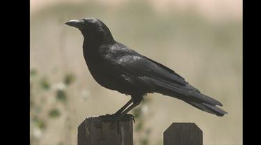 7 Hewan Yang Menunjukkan Keberadaan Makhluk Halus Lifestyle Fimela Com