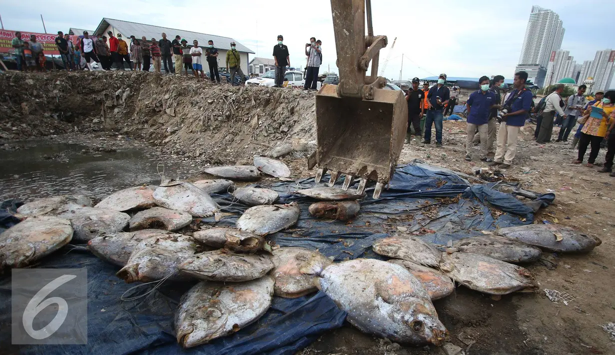 Petugas memusnahkan ikan laut yang mengandung formalin dengan cara dikubur di kawasan Pelabuhan Perikanan Muara Angke, Penjaringan, Jakarta Utara, Jumat (17/6). (Liputan6.com/Immanuel Antonius)