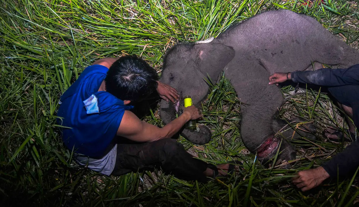 Petugas medis Balai Besar Konservasi Sumber Daya Alam (BBKSDA) Provinsi Riau merawat seekor anak gajah sumatera liar yang terluka di Siak, Riau, Rabu (16/10/2019). Gajah sumatera jantan berumur setahun itu terluka di kaki akibat jerat pemburu sehingga tertinggal dari kawanannya. (WAHYUDIE/AFP)