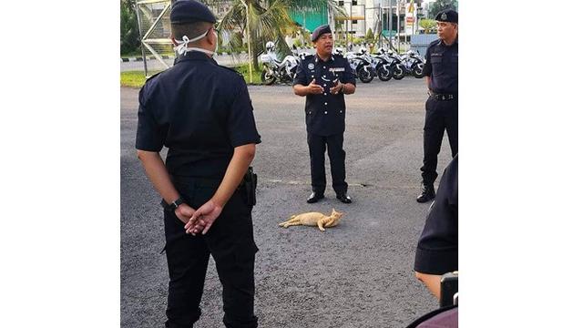 Kelakuan 5 Kucing Cari Perhatian Ini Bikin Tepuk Jidat