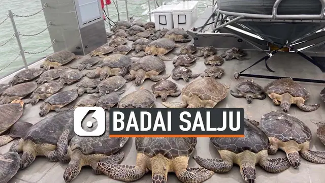 VIDEO: Ribuan Penyu Membeku Diterjang Badai Musim Dingin Texas