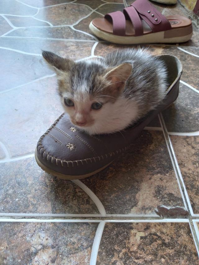 10 Potret Kucing Memaksa Masuk Kardus Ini Bikin Gemas, Enggak Sadar Ukuran