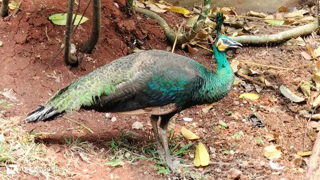 Hasil foto dengan Oppo A98 5G (Liputan6.com/Giovani Dio Prasasti)