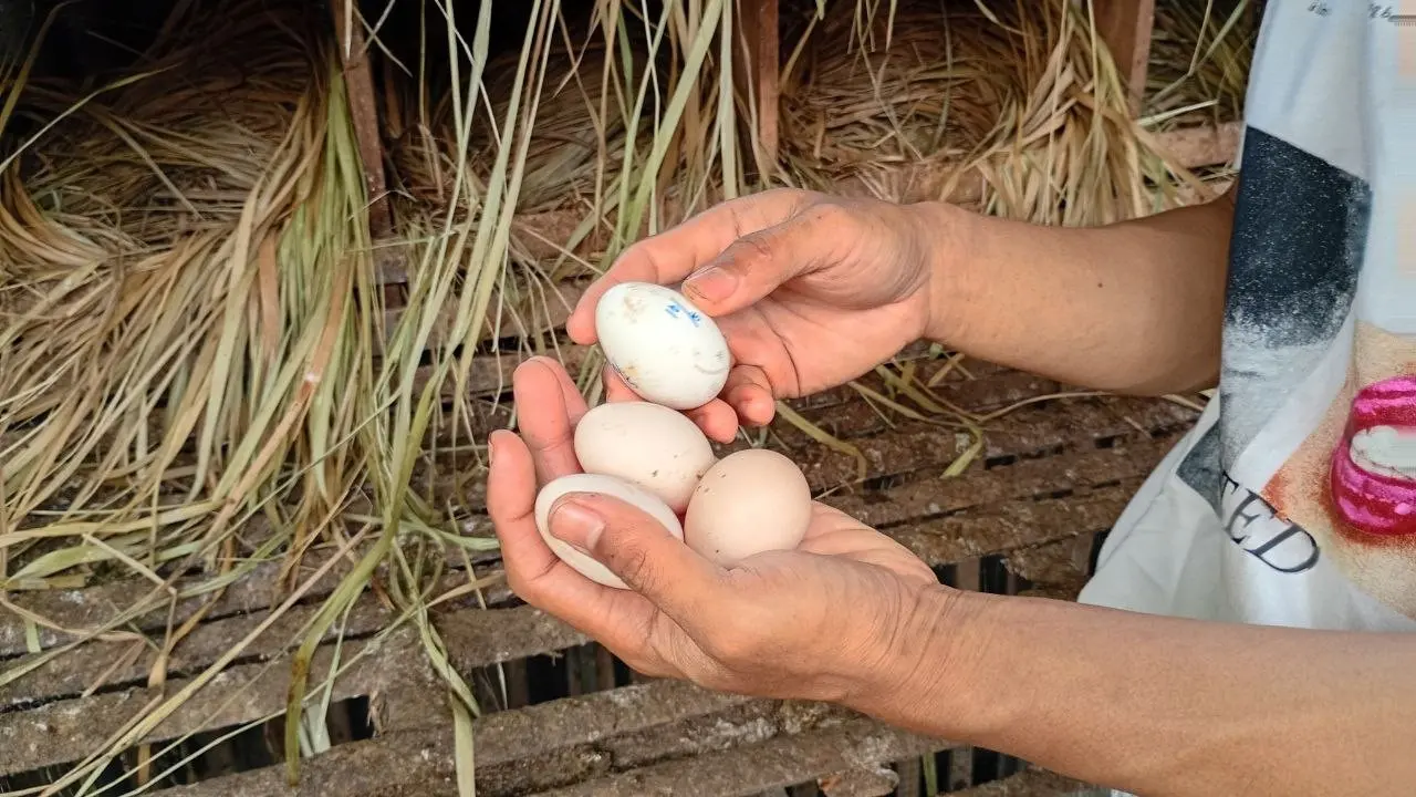 Manfaat Pakan Organik Fermentasi untuk Ayam dan Kesehatan Kita