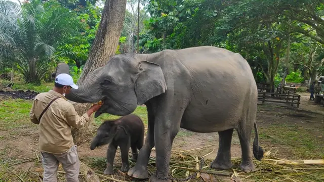 Gajah Rizky bersama induknya Gajah Nia saat diberikan makan buah oleh mahot di PLG Minas.