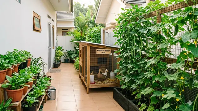 Ide Kreatif Mengubah Halaman Sempit Jadi Kebun Pangan dan Area Ternak Mini. Gemini
