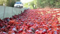 Jutaan kepiting merah bermigrasi ke Christmas Island, Australia tiap akhir tahun.