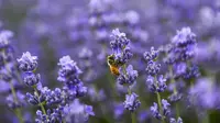Padang rumput berwarna hijau? Itu biasa. Tapi apabila Anda melihat padang berwarna ungu penuh bunga lavender, pasti akan terkesima.